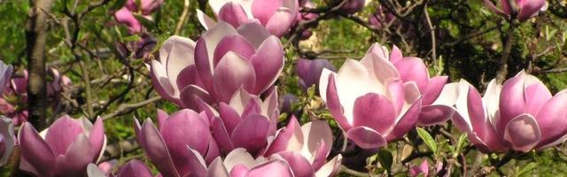 Tavaszi fáradtság – küzdjük le!