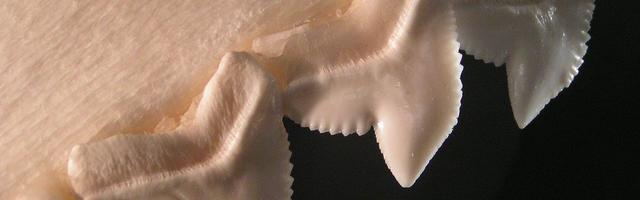 A fogkeménységünkkel szállunk ringbe a cápák ellen