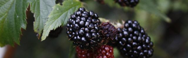 Tejszínes Erdei Gyümölcsös Leves