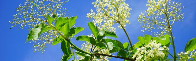 Itt a bodza, hol a bodza