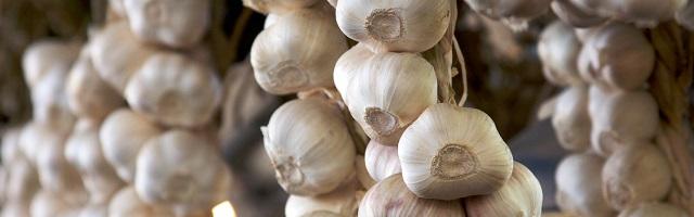 Fokhagyma, nem csak vámpírok ellen!    1. rész