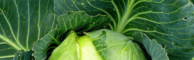 A kecske mehet, a káposzta marad!