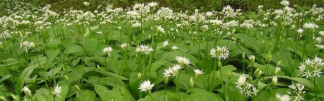 Mitől olyan népszerű a medvehagyma?