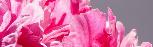 Királyok és királynék - virágzó tradíció