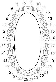 human dentition