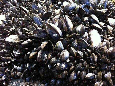 mussels11