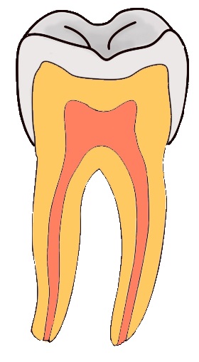 rootteeth