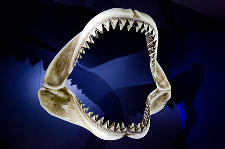 Shark Vs Human Teeth | Hungarian Dentist in London