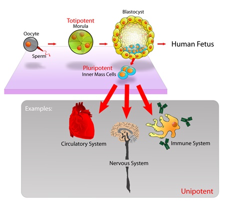 stemcells